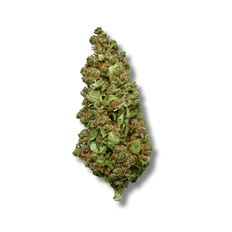 Fleur CBD Sunset Sherbet – Greenhouse Premium