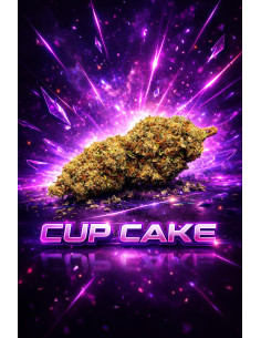 Cup Cake CBD | Fleur Greenhouse Premium