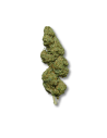 Fleur CBD Green Sugar - Greenhouse