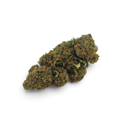 Fleur de CBD Jack Orange - Greenhouse Premium
